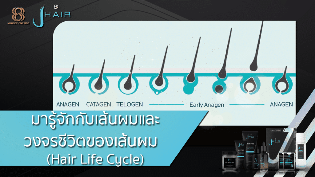วงจรชีวิตของเส้นผม (Hair Life Cycle) - สาระน่ารู้จาก Jhair