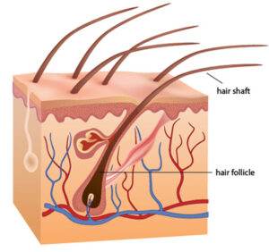 Detail-เส้นผม-Jhair Serum
